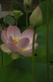 lotus2