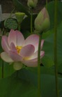 lotus2