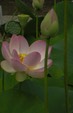 lotus2